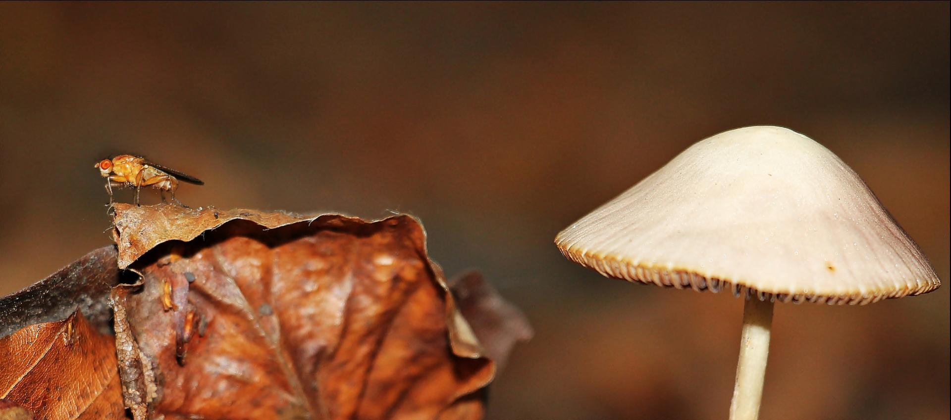 mushroom brown