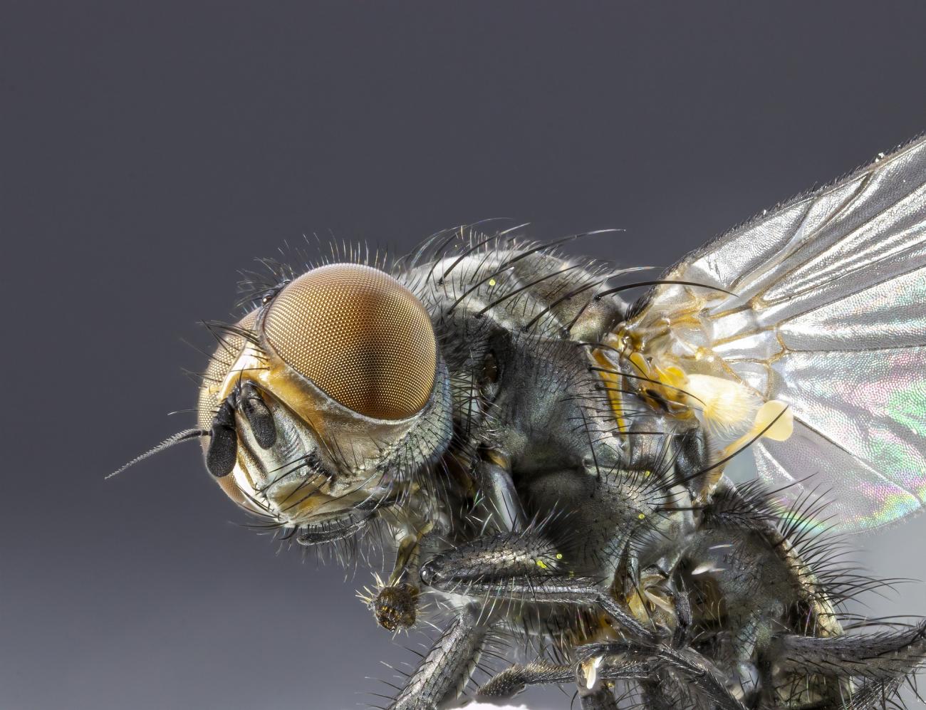 fly